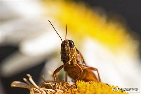 家裡突然出現蟋蟀|3种方法来消灭屋内的蟋蟀